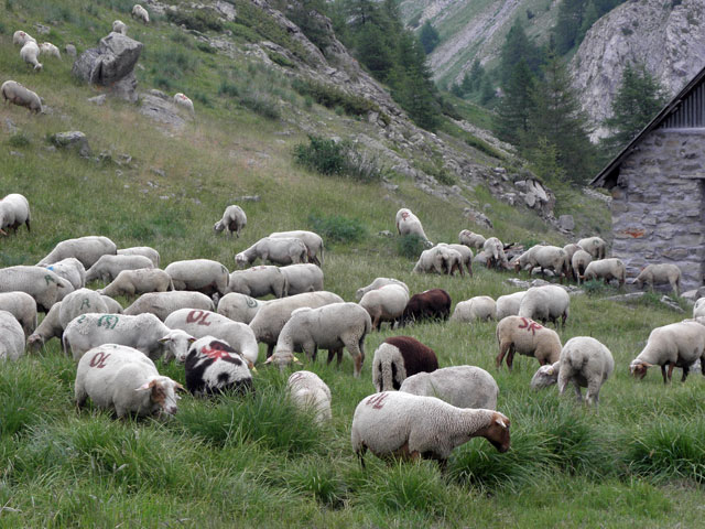 L&rsquo;Agneau de Sisteron : un héritage ancestral qui réaffirme sa place à Pâques